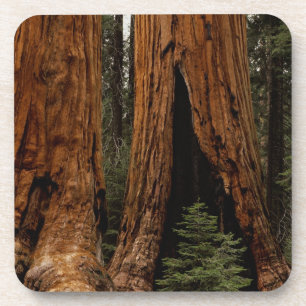 Porta-copo Árvores Redwood, Parque Nacional Sequoia.