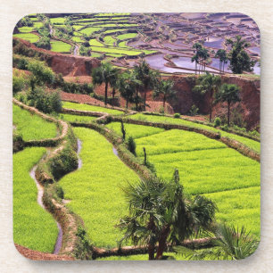Porta-copo Ásia, China, Yunnan, Honghe.  Terraços de arroz pe