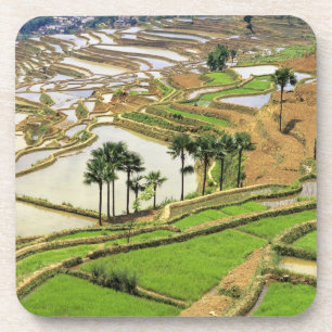 Porta-copo Ásia, China, Yunnan, Honghe.  Terraços de arroz pe