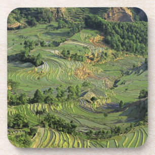 Porta-copo Ásia, China, Yunnan, Yuanyang. Padrão de verde 2