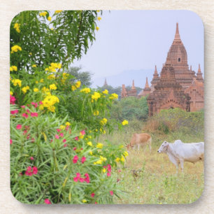 Porta-copo Ásia, Myanmar (Birmânia), Bagan (Pagan). Vacas