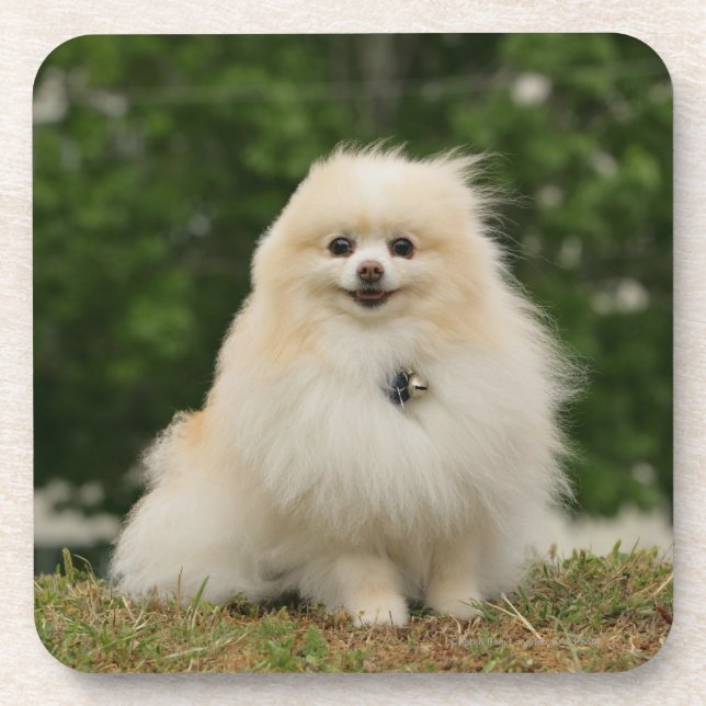 Porta-copo Assento de Pomeraning (Frente)