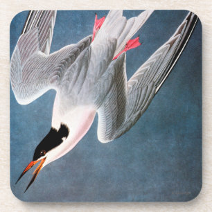 Porta-copo Audubon: Andorinha-do-mar rósea
