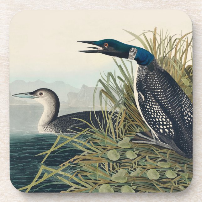 Porta-copo Audubon Bird Loon Diver Classic (Frente)