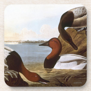 Porta-copo Audubon: Canvasback