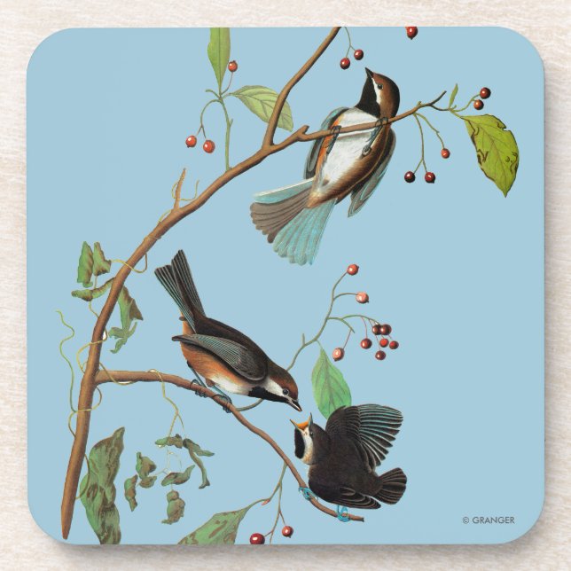 Porta-copo Audubon: Chickadee (Frente)