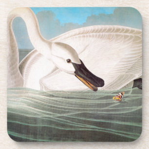 Porta-copo Audubon: Cisne de trompetista