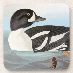 Porta-copo Audubon: O Goldeneye do carrinho de mão