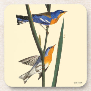 Porta-copo Audubon: Toutinegra