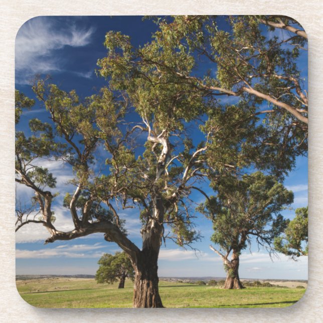 Porta-copo Austrália, Barossa Valley, Mount Pleasant (Frente)