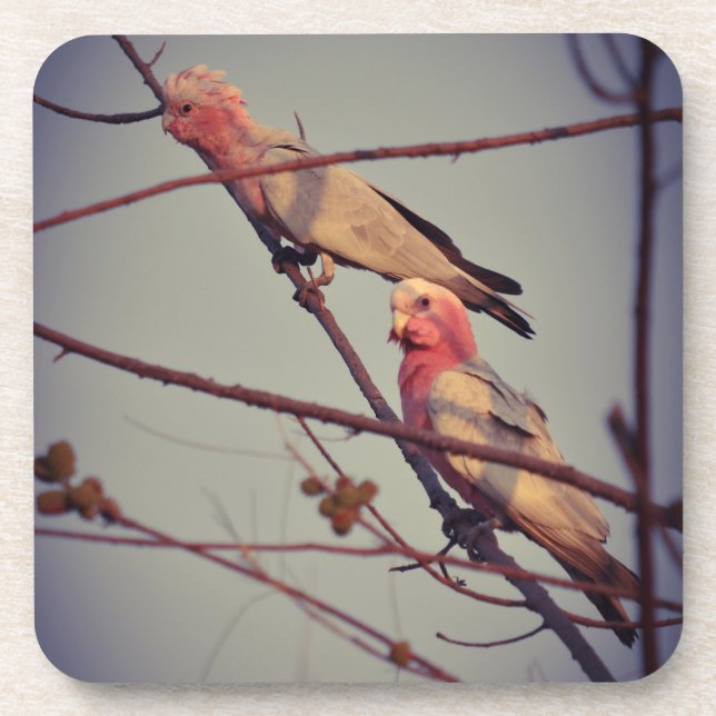Porta-copo Aves Galah na árvore2 (Frente)