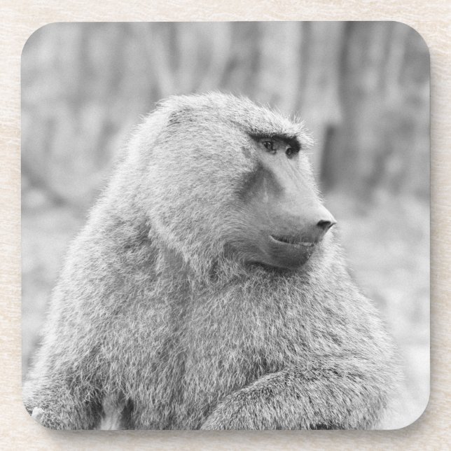 Porta-copo Babuíno africano (Frente)