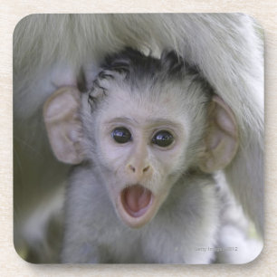Porta-copo Babuíno do bebê debaixo de sua mãe