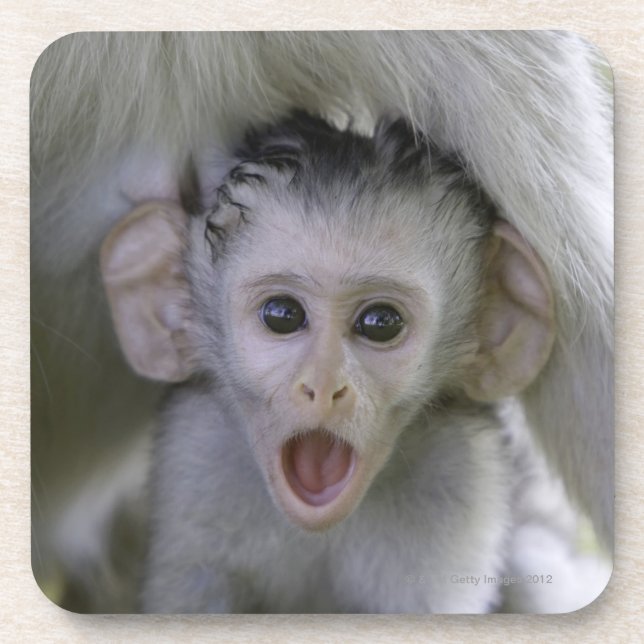 Porta-copo Babuíno do bebê debaixo de sua mãe (Frente)