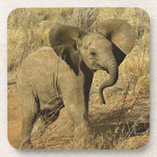 Porta-copo Baby African Elephant, Loxodonta Africana,