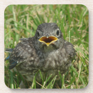 Porta-copo Baby Bluebird
