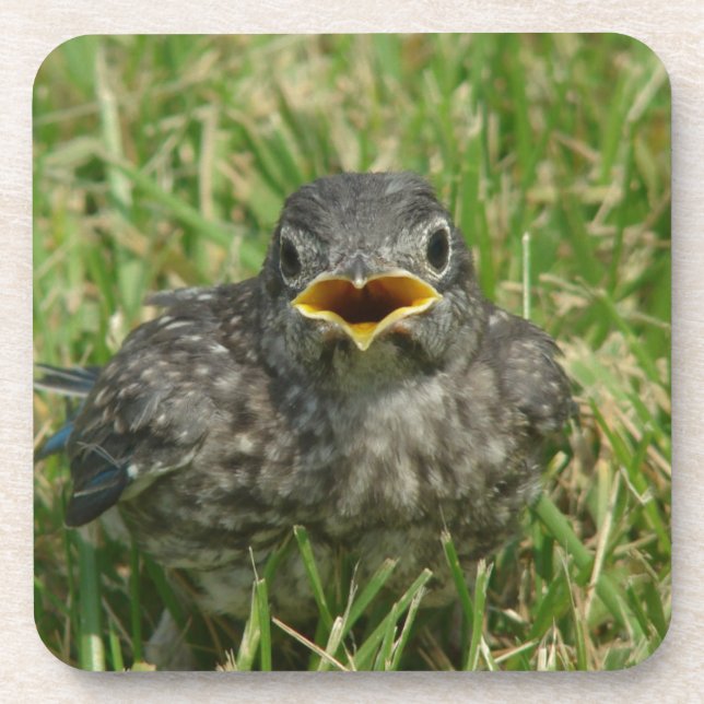 Porta-copo Baby Bluebird (Frente)