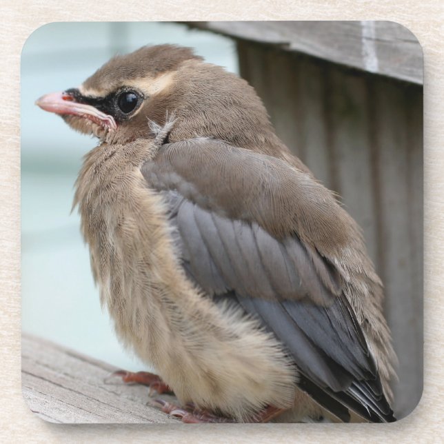 Porta-copo Baby Cedar Waxwing Bird Nature (Frente)