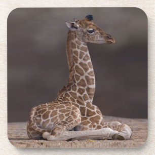 Porta-copo Baby Giraffe Set de 6 Portas copos