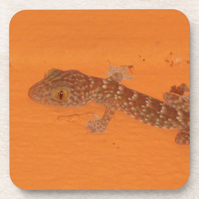 Porta-copo Baby Tokay Gecko (Frente)