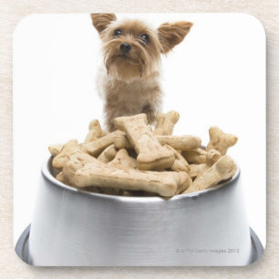 Porta-copo Bacia de deleites do cão pelo yorkshire terrier