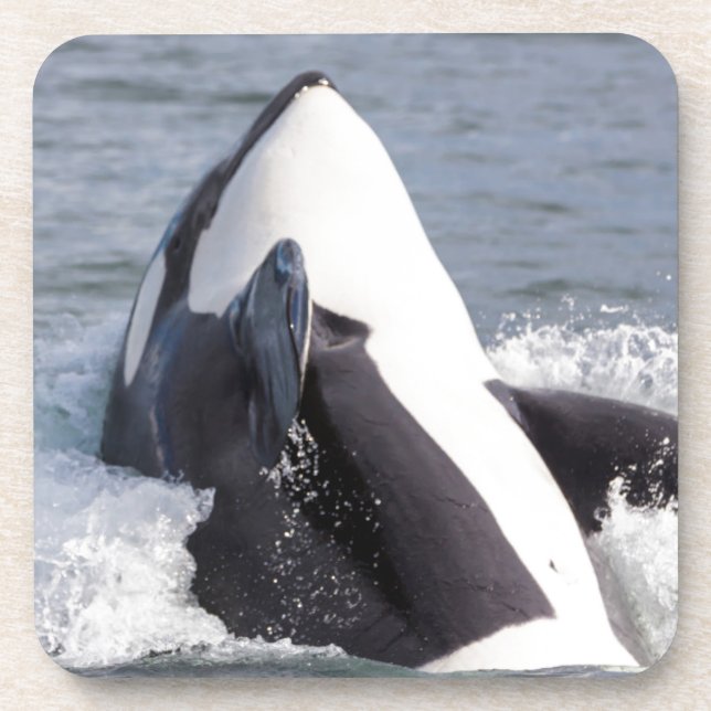 Porta-copo Baleia Orca saltando (Frente)