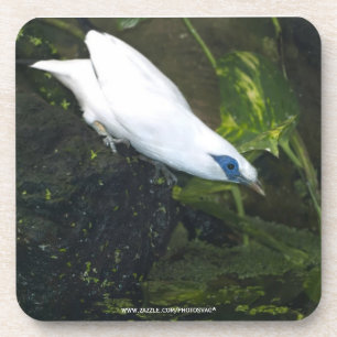 Porta-copo Bali Myna