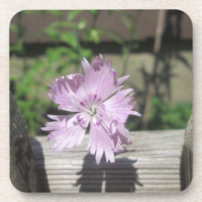 Porta-copo Banhos Rosa Dianthus na Cerca (Frente)