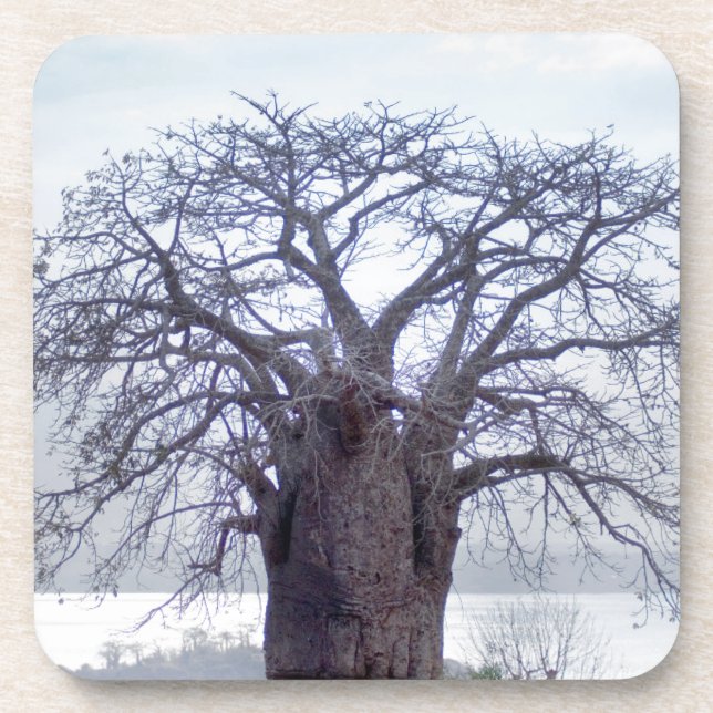 Porta-copo Baobá (Adansonia Digitata), Luanda (Frente)