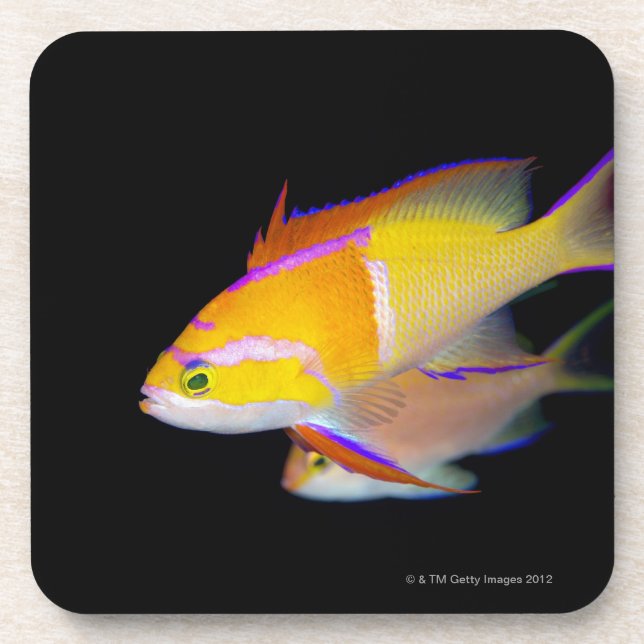 Porta-copo Bar branco Anthias (Frente)