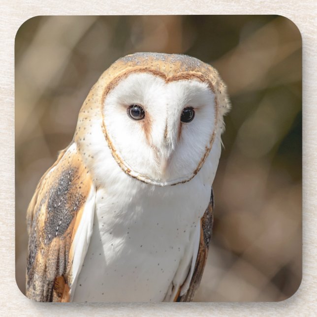 Porta-copo Barn Owl (Frente)