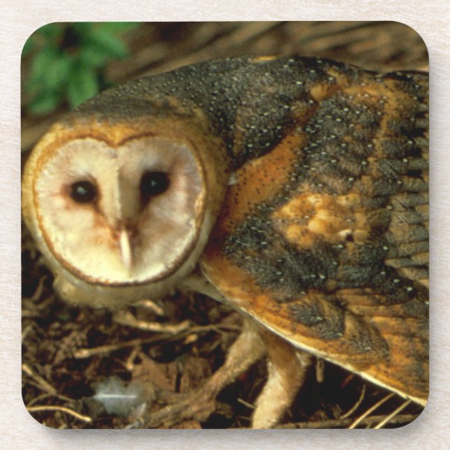 Porta-copo Barn Owl (Frente)
