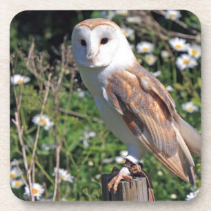 Porta-copo Barn Owl