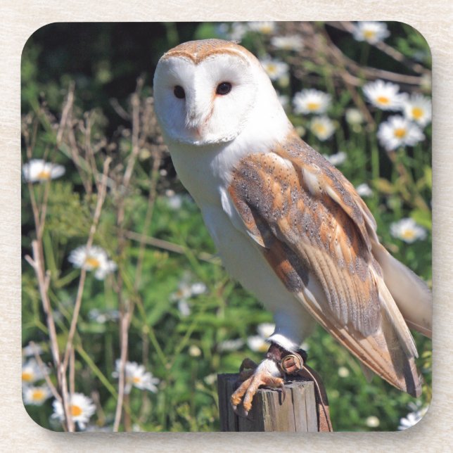 Porta-copo Barn Owl (Frente)