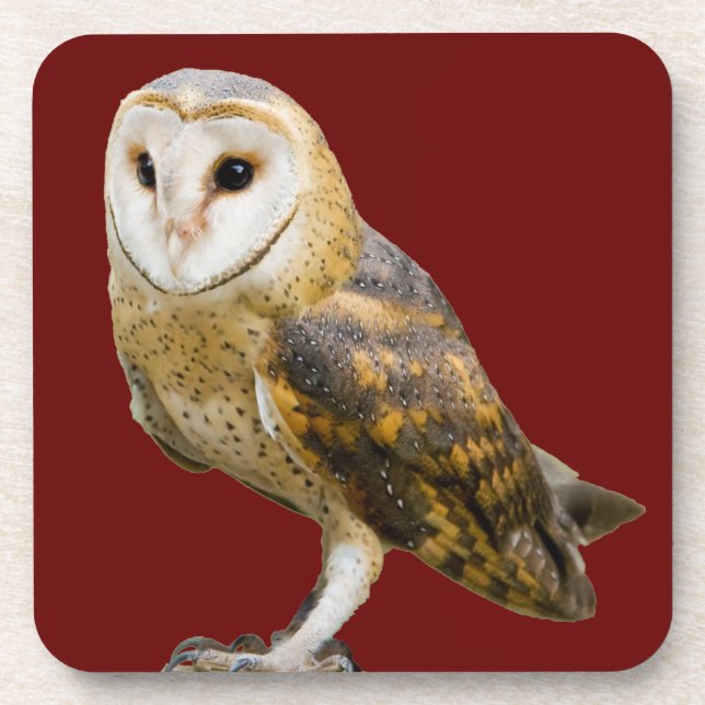 Porta-copo Barn Owl (Frente)