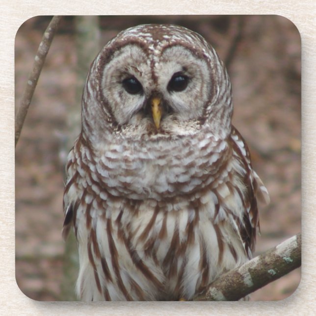 Porta-copo Barred Owl (Frente)
