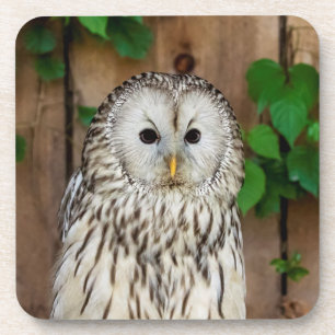 Porta-copo Barred Owl
