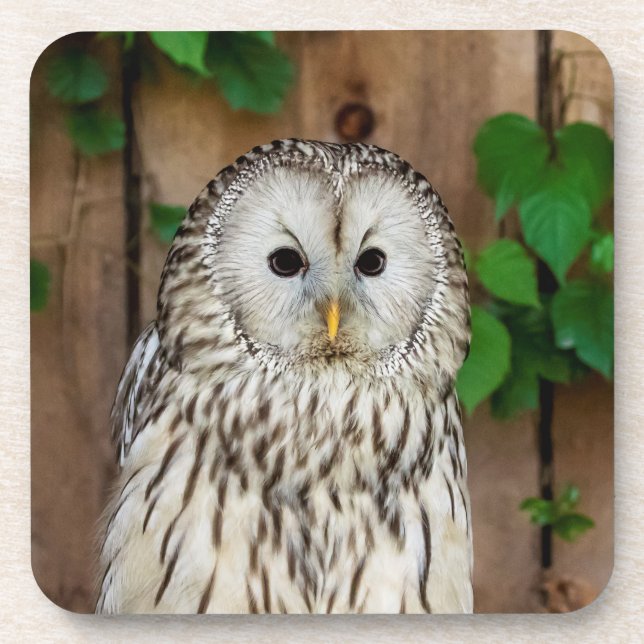 Porta-copo Barred Owl (Frente)