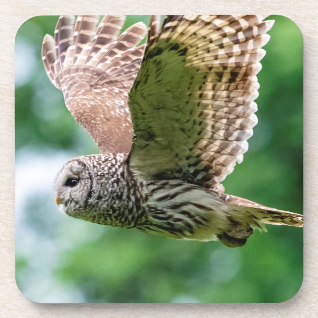 Porta-copo Barred Owl em voo (Frente)