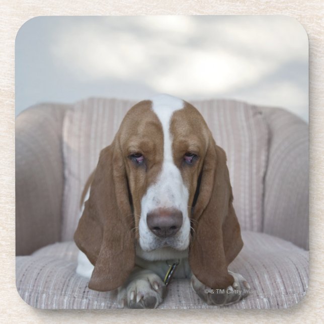 Porta-copo Basset Hound (Frente)