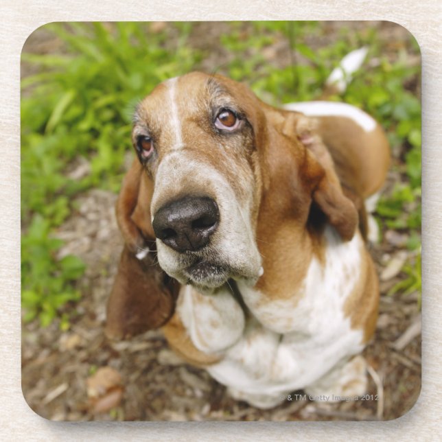 Porta-copo Basset Hound 2 (Frente)