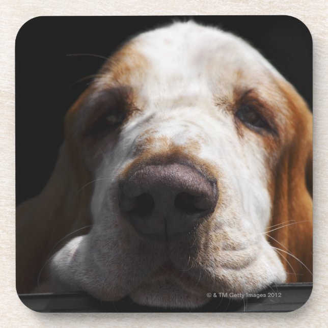 Porta-copo Basset Hound que descansa sua cabeça (Frente)