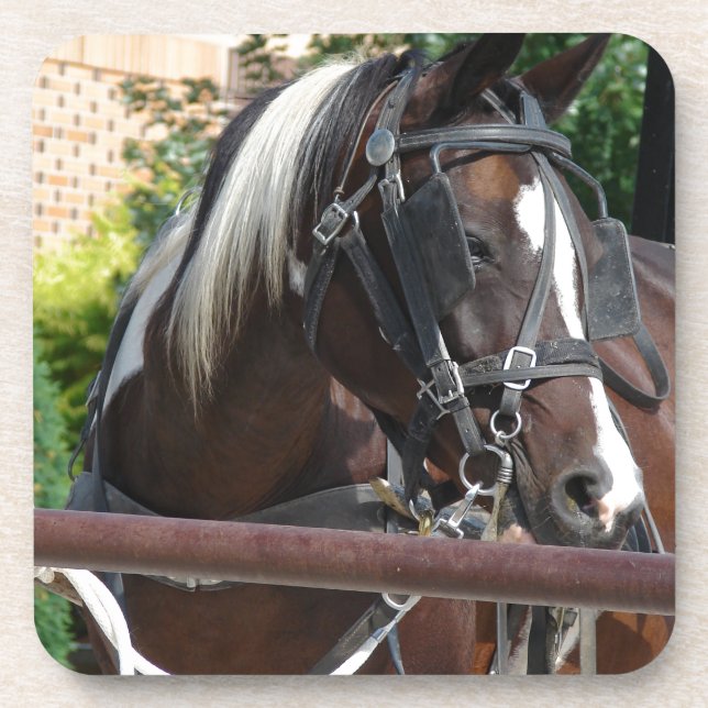 Porta-copo Bay Pinto Amish Buggy Horse (Frente)