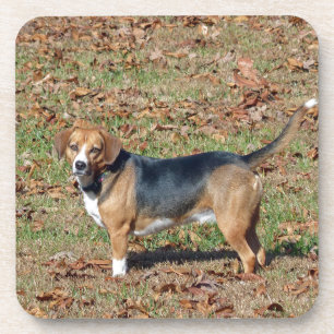 Porta-copo Beagle