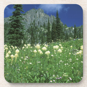 Porta-copo Beargrass no lago Eunice, Mt. Rainier NP, WA,