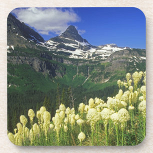 Porta-copo Beargrass no Logan Pass no Parque Nacional Glacier