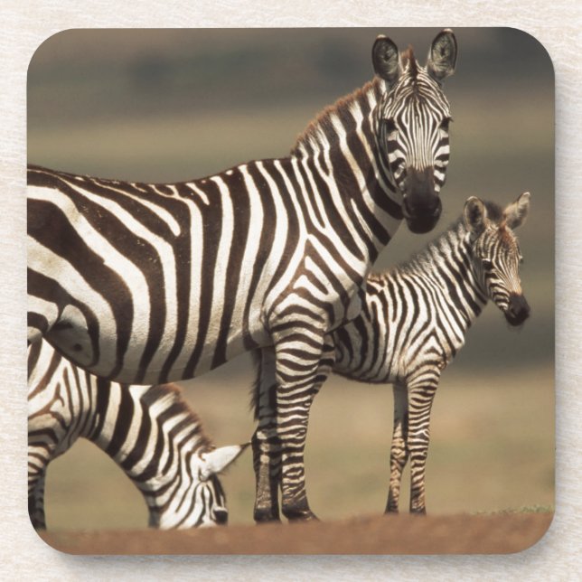 Porta-copo Bebê de zebra-da-planície com a mãe (Frente)
