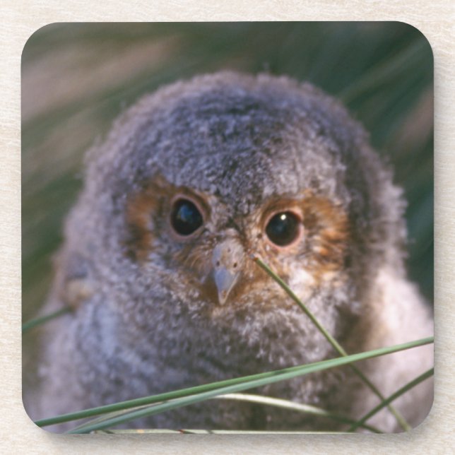 Porta-copo Bebê Flammulado Coruja (Frente)