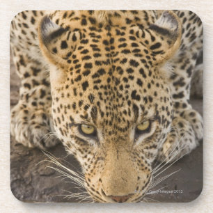 Porta-copo Bebendo do leopardo, maior parque nacional de