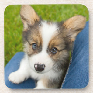 Porta-copo Bebês Mais Pobres Baby Corgi no meu colo